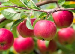 сколько раз в жизни плодоносит яблоня