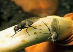 как избавиться от луковой мухи