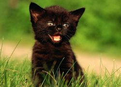 Как назвать черного котенка мальчика