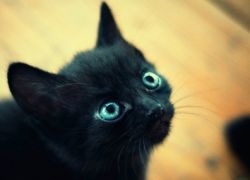 Как назвать котенка черного цвета