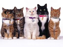 как определить породу кошки