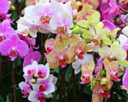 как поливать комнатные орхидеи