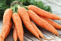 как посадить морковь под зиму