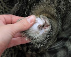 Как правильно чистить уши котенку
