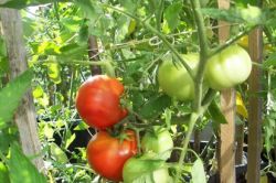 как сажать помидоры в теплице