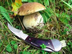 как собирать грибы в лесу