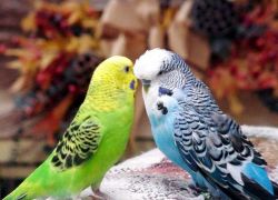 Как ухаживать за волнистым попугаем