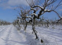 Как утеплить виноград на зиму