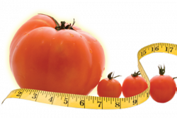 как увеличить плодоношение помидор