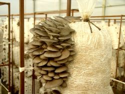 Как выращивать грибы