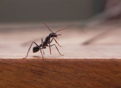Как вывести муравьев из квартиры 