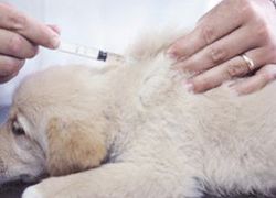 какие прививки делают собакам