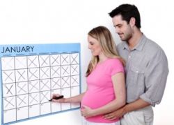 календарь расчета срока беременности