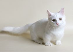 Коты породы манчкин