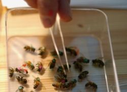 Лечение пчелами рассеянного склероза