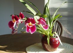 мильтония орхидея