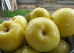 Моченые яблоки рецепт