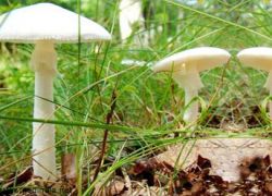 неотложная помощь при отравлении грибами
