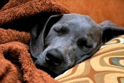 охлаждающий коврик для собак 1