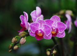 орхидея фаленопсис сорта