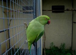 Ожереловый попугай в домашних условиях1
