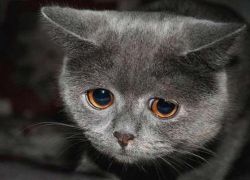 Панлейкопения у кошек - симптомы1
