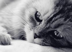 Панлейкопения у кошек - симптомы