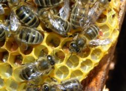 пчелиный подмор в народной медицине