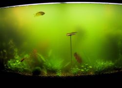 Почему на стенках аквариума появляется зелень