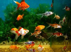 Почему рыбки дохнут в аквариуме