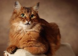 Подкожный клещ у кошек - лечение1