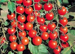 помидоры черри выращивание