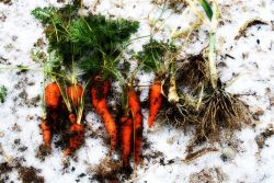 посадка моркови под зиму