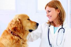 препараты от клещей для собак
