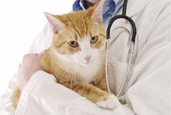 профилактика мочекаменной болезни у кошек 