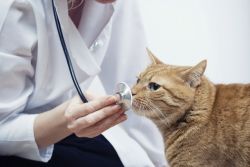 рак у кошек