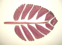 размножение глоксинии листом