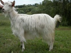 русская порода коз