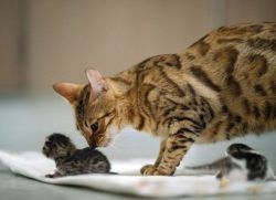 Сколько котят рожает кошка в первый раз