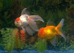 Сколько живут аквариумные золотые рыбки