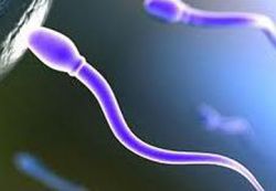 сперма и беременность