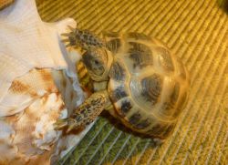 Сухопутная черепаха в домашних условиях1