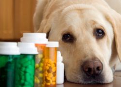 Таблетки от глистов для собак
