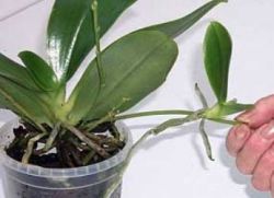 как правильно рассадить орхидею