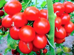 какие томаты самые урожайные