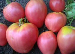 помидоры вельможа