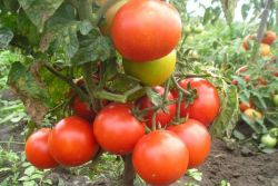 сорта низкорослых томатов