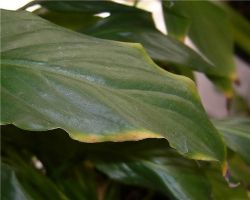 Спатифиллум - сохнут кончики листьев