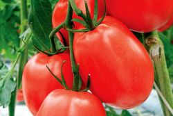 низкорослые томаты для открытого грунта