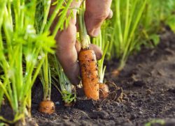 выращивание моркови в открытом грунте